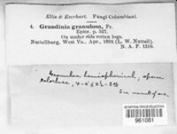 Dichostereum granulosum image